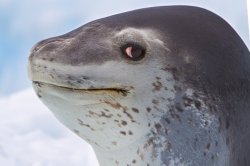 Leonard Seal Meme Template