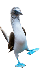 Blue Footed Boobie Meme Template