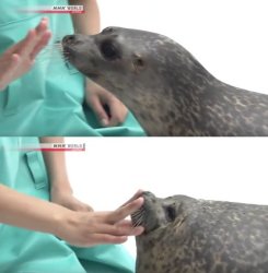 Seal Bap Meme Template