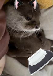 Kotaro Cute Femboy Otter Meme Template