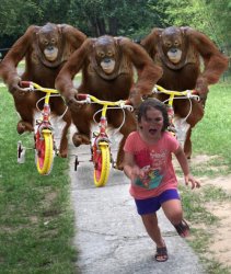 three orangutans on tricycle Meme Template