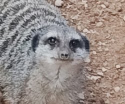 Meeercatt Meme Template