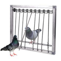 Pigeons trap Meme Template