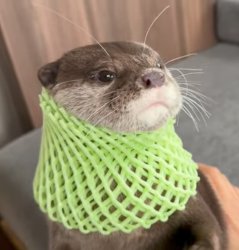 Kotaro With a Scarf Meme Template