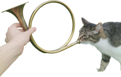 Cat Trumpet Meme Template