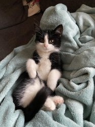 Cat snuggly kitten Meme Template