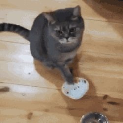 Hungry cat shaking bowl Meme Template
