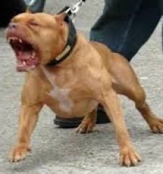 Pit bull Meme Template