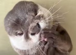 Odashi Licking Meme Template