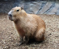 Capybara Meme Template