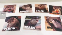 LOUTRE Characters Meme Template