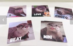 LOUTRE Characters 3 Meme Template