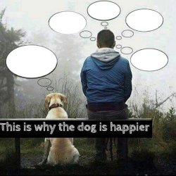 This is why the dog is happier Meme Template