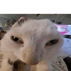 Distorted guh cat Meme Template