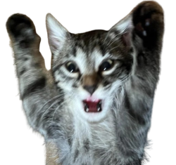 Cat With Paws Raised And Mouth Open Meme Template