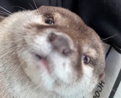 Sus Hana The Otter Nsfw Face Meme Template