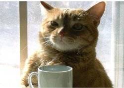 Coffee Cat Meme Template