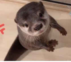 Otter Bob Angry That Tengolf Is The Hated Ship Meme Template