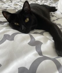 I know it is only Tuesday Meme Template