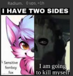 Radium Femboy Fox Meme Template