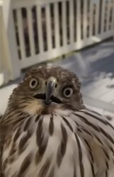 Concerned Hawk Meme Template