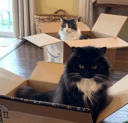 Cats in boxes Meme Template