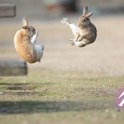 Kung-fu bunnies Meme Template