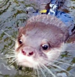 Kotaro Swimming Meme Template