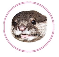 Sarah Pfp Otter Meme Template