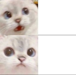 Schrodinger cat Meme Template