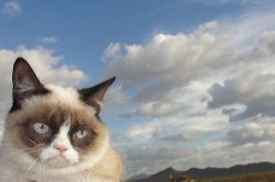Grumpy Cat Sky Meme Template