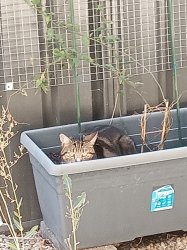 Cat in a plant tub Meme Template