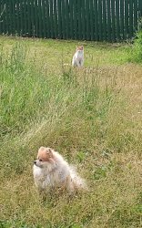 do you hear? Meme Template