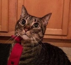 Cat in tie Meme Template