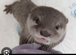 Tororo Image Meme Template