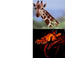 Zoochosis Giraffe Meme Template