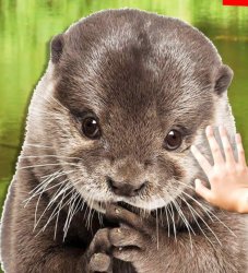 Otter Gallery Meme Template