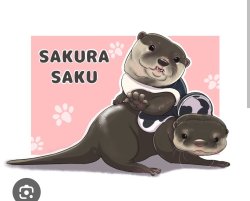 Sakura Saku Channel OtterPedia Wiki Fandom Meme Template