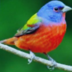 Painted Bunting Meme Template