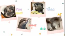 Otter Home Little Wiki Meme Template