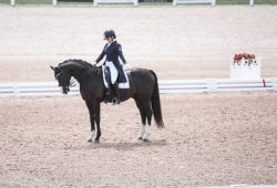 Dressage Meme Template