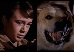 Old yeller Meme Template