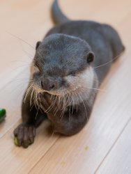 Koko Picture Meme Template