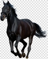 Black horse Meme Template