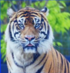 Tiger Meme Template