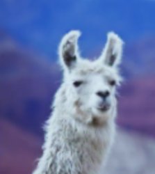 Llama Meme Template