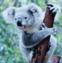 Koala Meme Template