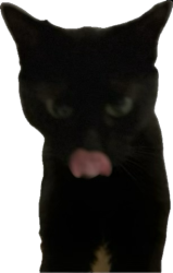 cat sticking out tongue Meme Template