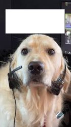headset dog Meme Template