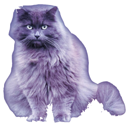 Katze Meme Template